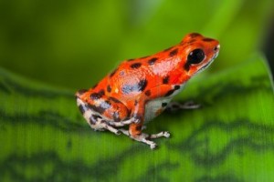 16821164-red-frog-on-leaf-in-panama-rain-forest-bocas-del-toro-poison-dart-frog-oophaga-pumilio-exotic-tropic1